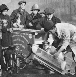 Der Tierarzt von der Fulham-Filiale der Volksapotheke für kranke Tiere, aus Wunderbares London, veröffentlicht 1926-27